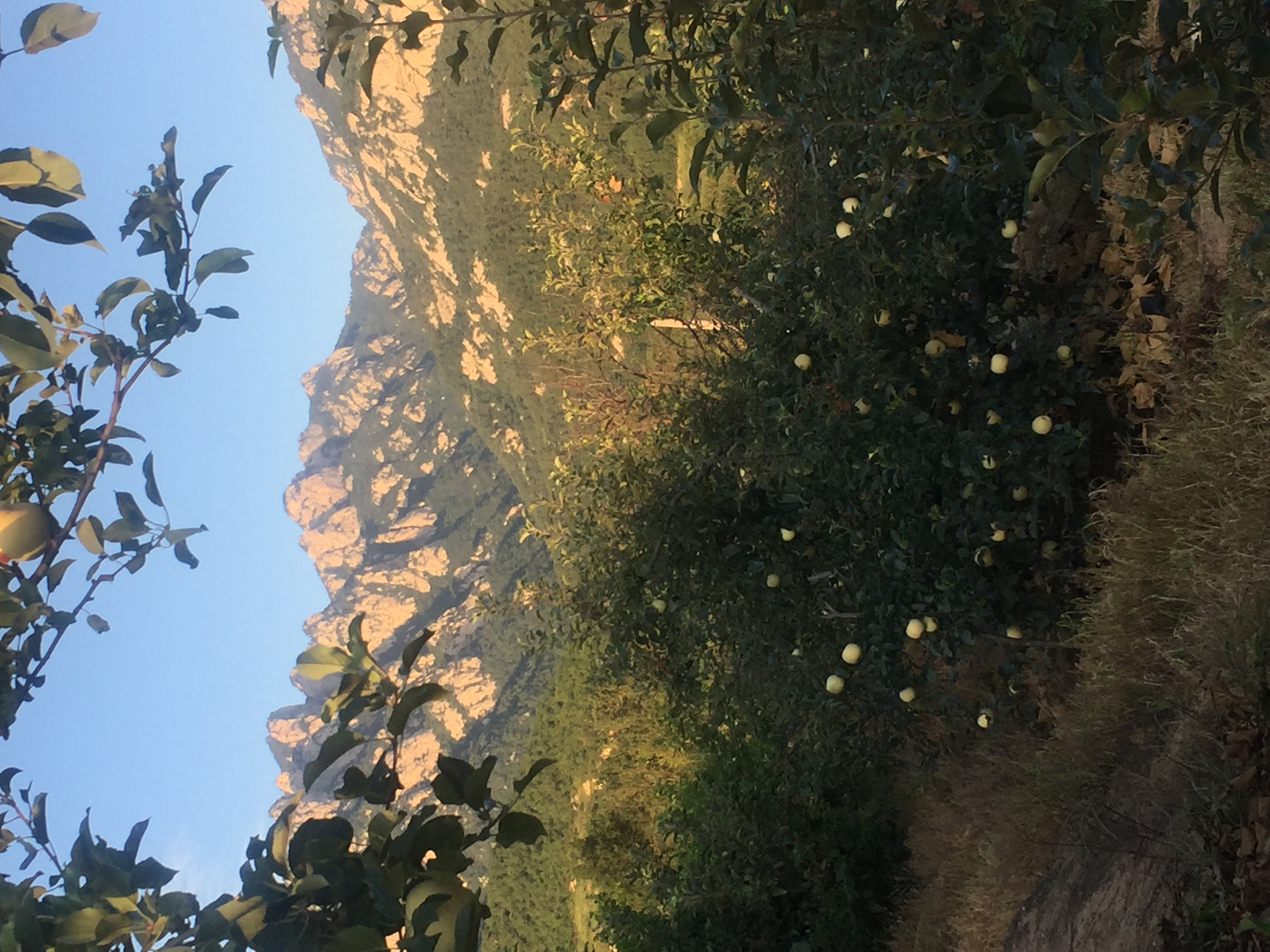 正宗烟台红富士是什么样的,怎么买到正宗的烟台红富士