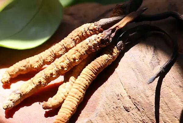 冬虫夏草配什么吃营养价值最高,冬虫夏草要配什么吃效果才好