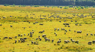 金秋坝上草原摄影,坝上秋天摄影攻略