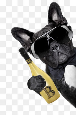 不知道买什么狗粮好,买个好的狗粮咋这么难