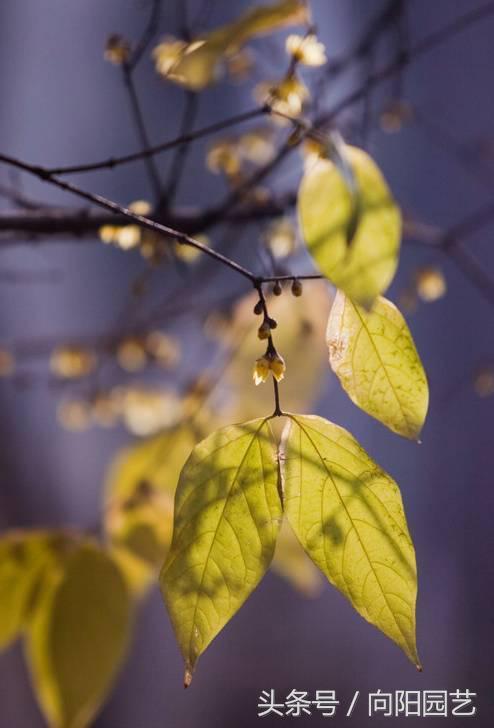 腊梅花是不是腊梅,腊梅花有哪些香味