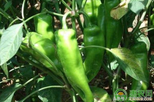 今日辣椒价格是多少呢,辣椒价格最新行情2023