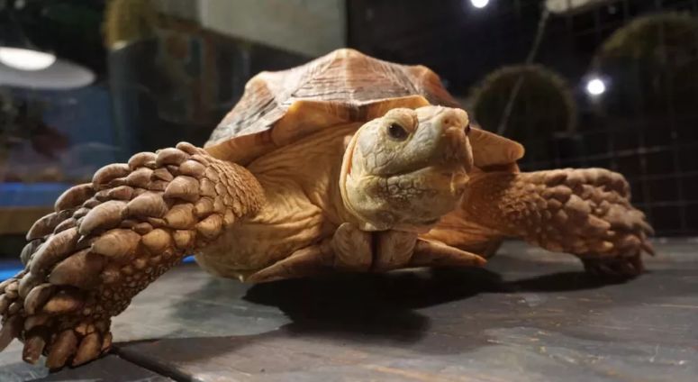 羊驼开门视频,羊驼出门迎接主人