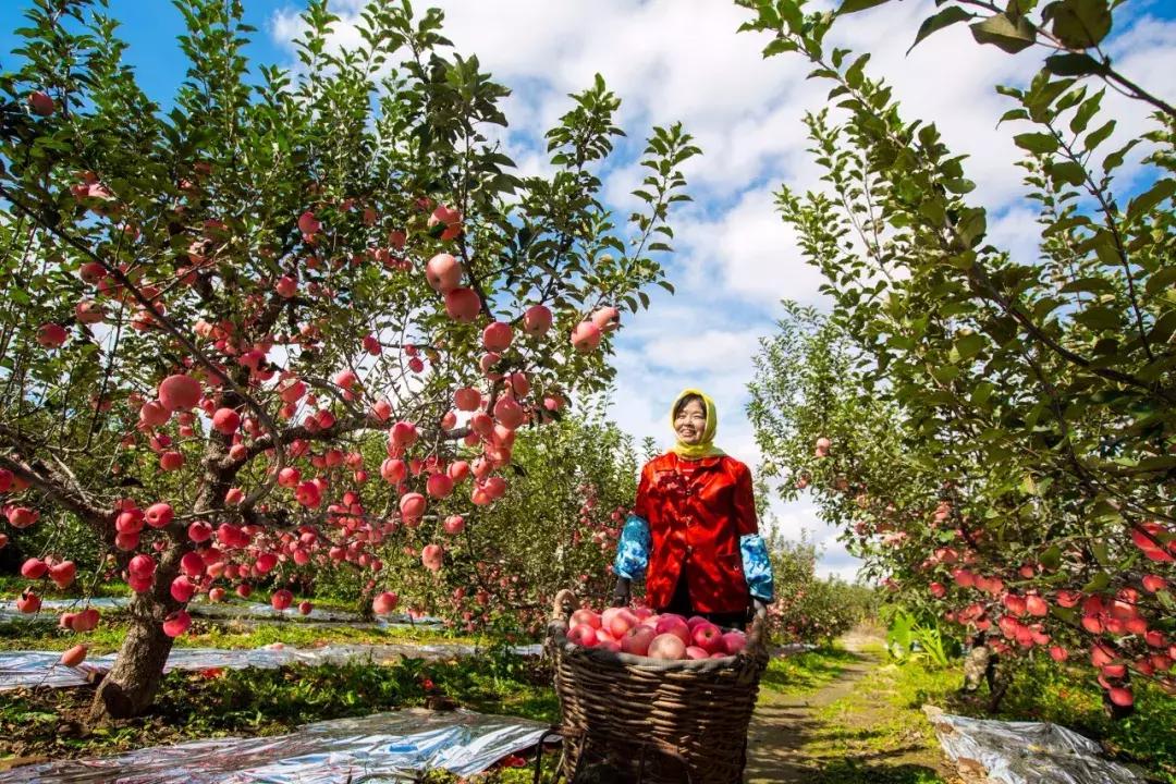 烟台苹果节大赛,烟台苹果节第几届