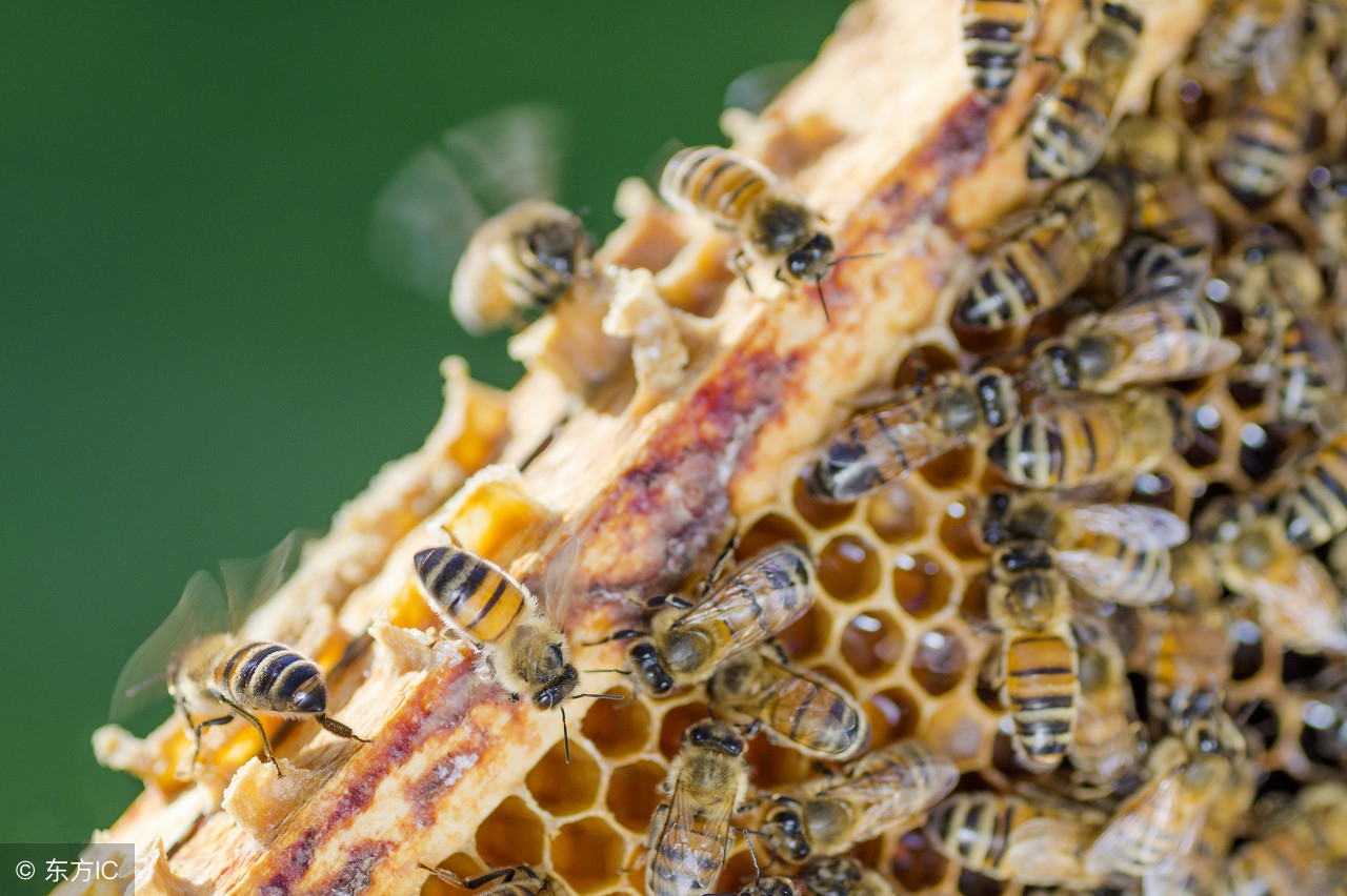 被蜜蜂蛰了怎么办动画,被蜜蜂蛰了怎么办倪海厦