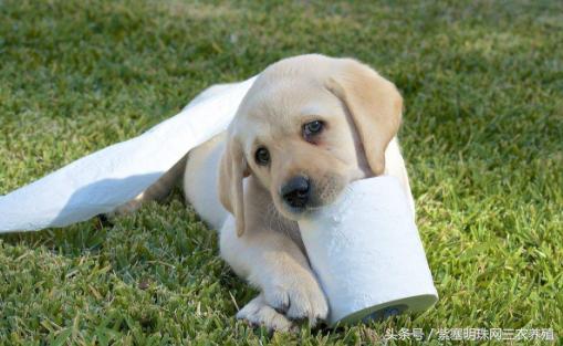 新手养拉布拉多入门必备攻略,拉布拉多养殖攻略