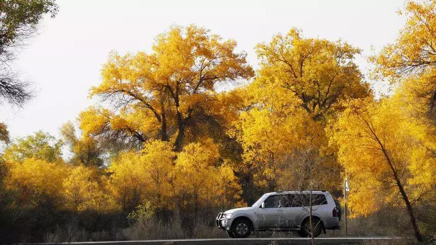 跟着大咖体验南疆最经典路线，玄奘东归路、沙漠胡杨、民俗风情！