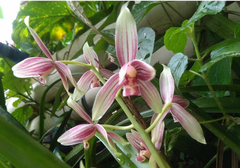 国魂兰花怎么辨别真假,宋梅兰花真假判断方法