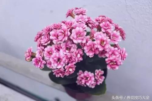 10月份哪些花可以翻盆,秋季换盆的花有哪些