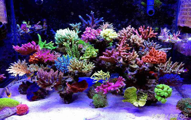 鱼缸造景分类及图解,鱼缸造景分哪些