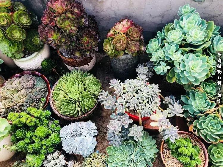 凉风至白露降寒蝉鸣下一句,夏天多肉小白虫消灭方法