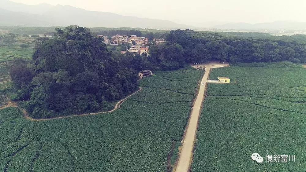 富川山清水秀,富川有树林的地方