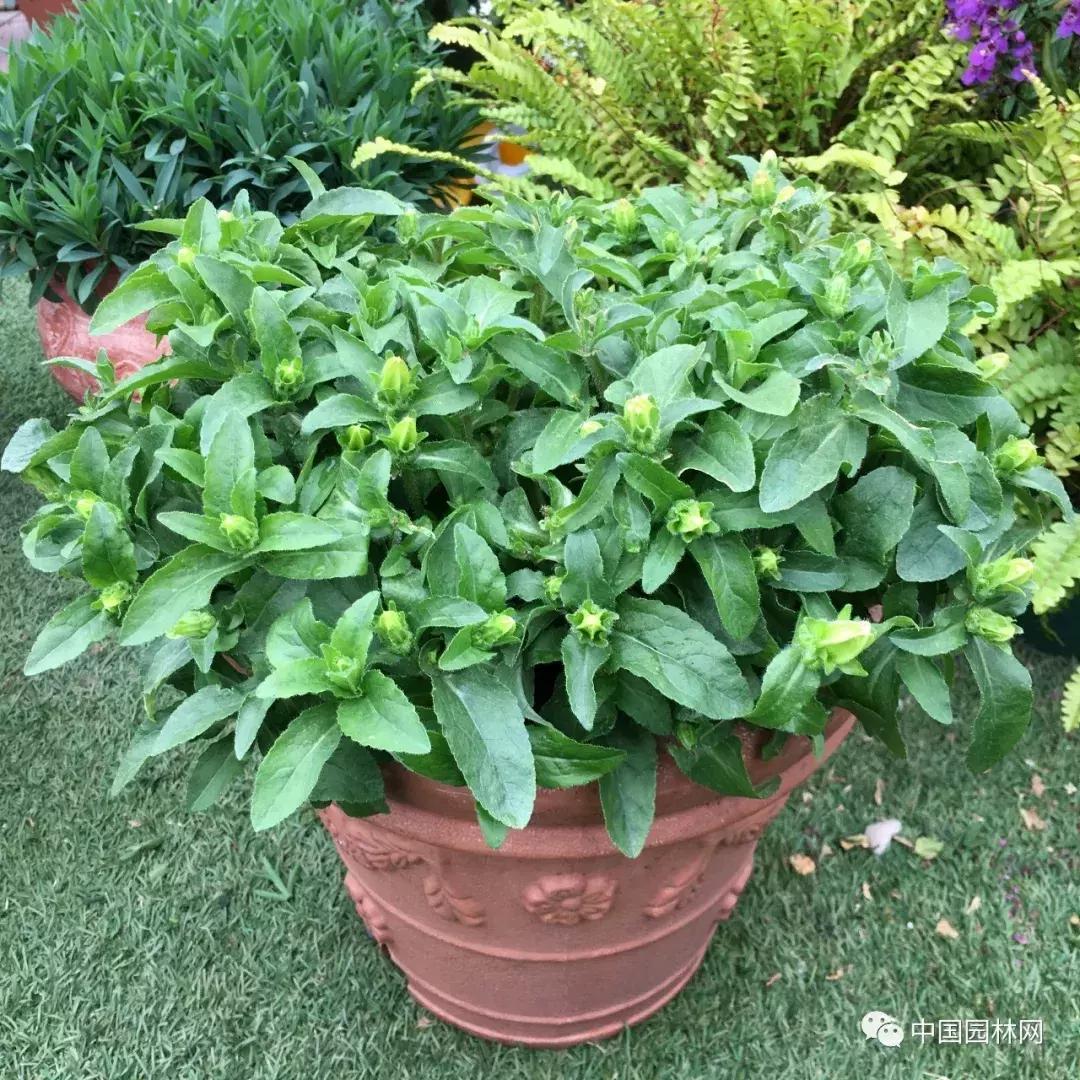 风铃草欣赏,风铃草的生长特点