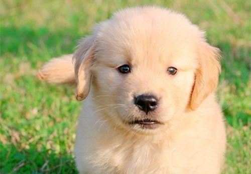 犬瘟中的狗狗如何护理,狗狗犬瘟怎么治最有效