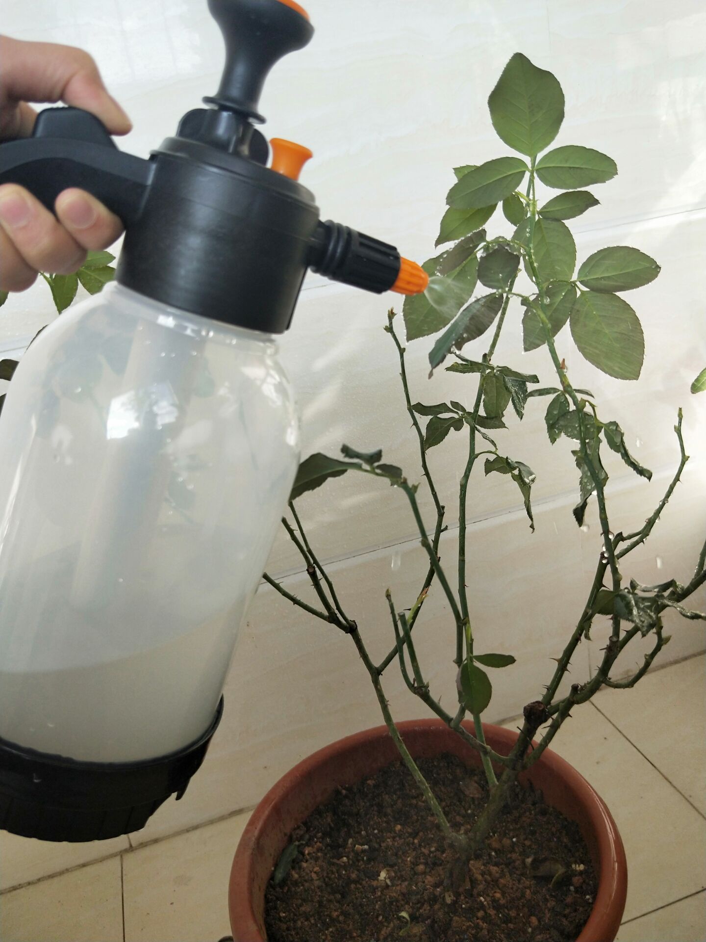 养花得了蚜虫蚧壳虫小黑飞,水里“加点它”,统统“灭干净”