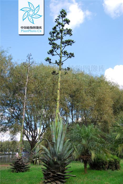 月季香槟玫瑰,月季玫瑰蔷薇你分得清吗