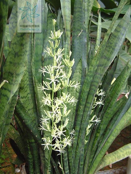 月季香槟玫瑰,月季玫瑰蔷薇你分得清吗