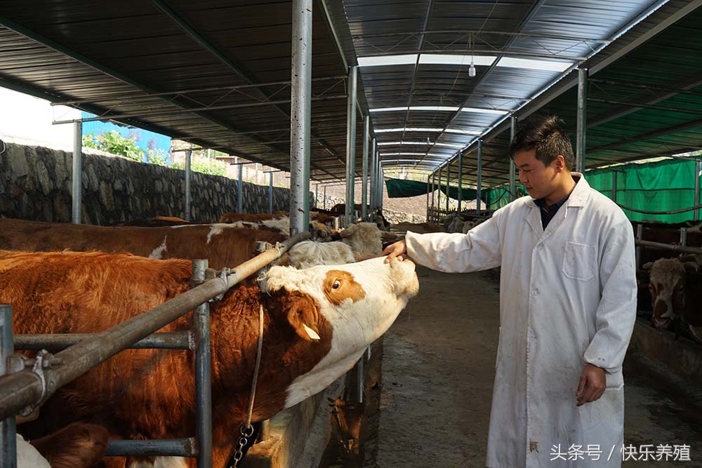 一头牛犊成本多少,一头牛犊到底要多少钱