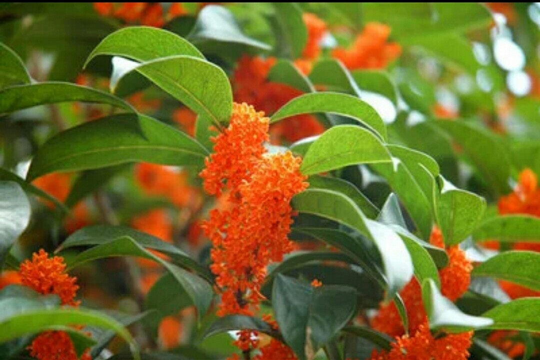 中国十大名贵桂花排名,桂花哪几个品种比较好看