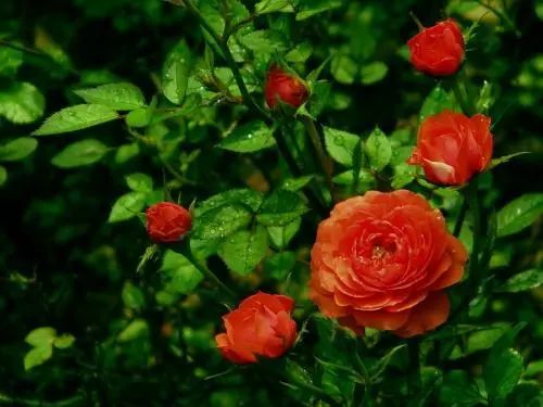 家庭玫瑰养殖方法和注意事项,家庭插花玫瑰怎么养才会爆花