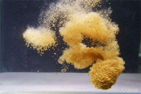鲤鱼进窝为什么不吃饵,窝中有鱼不吃饵