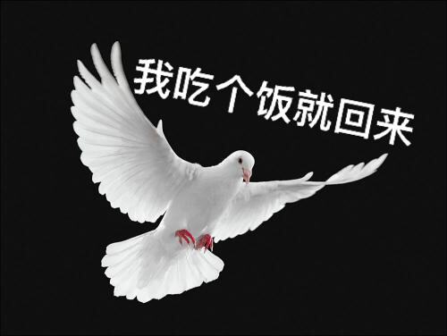 古代的飞鸽传书是怎么做到的,电脑飞鸽传书是什么软件