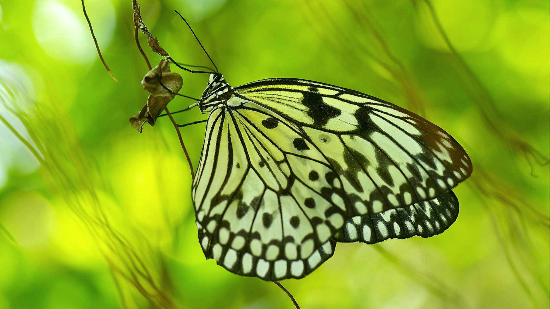 小孩害怕小虫子怎么教育,小朋友害怕虫子怎么克服