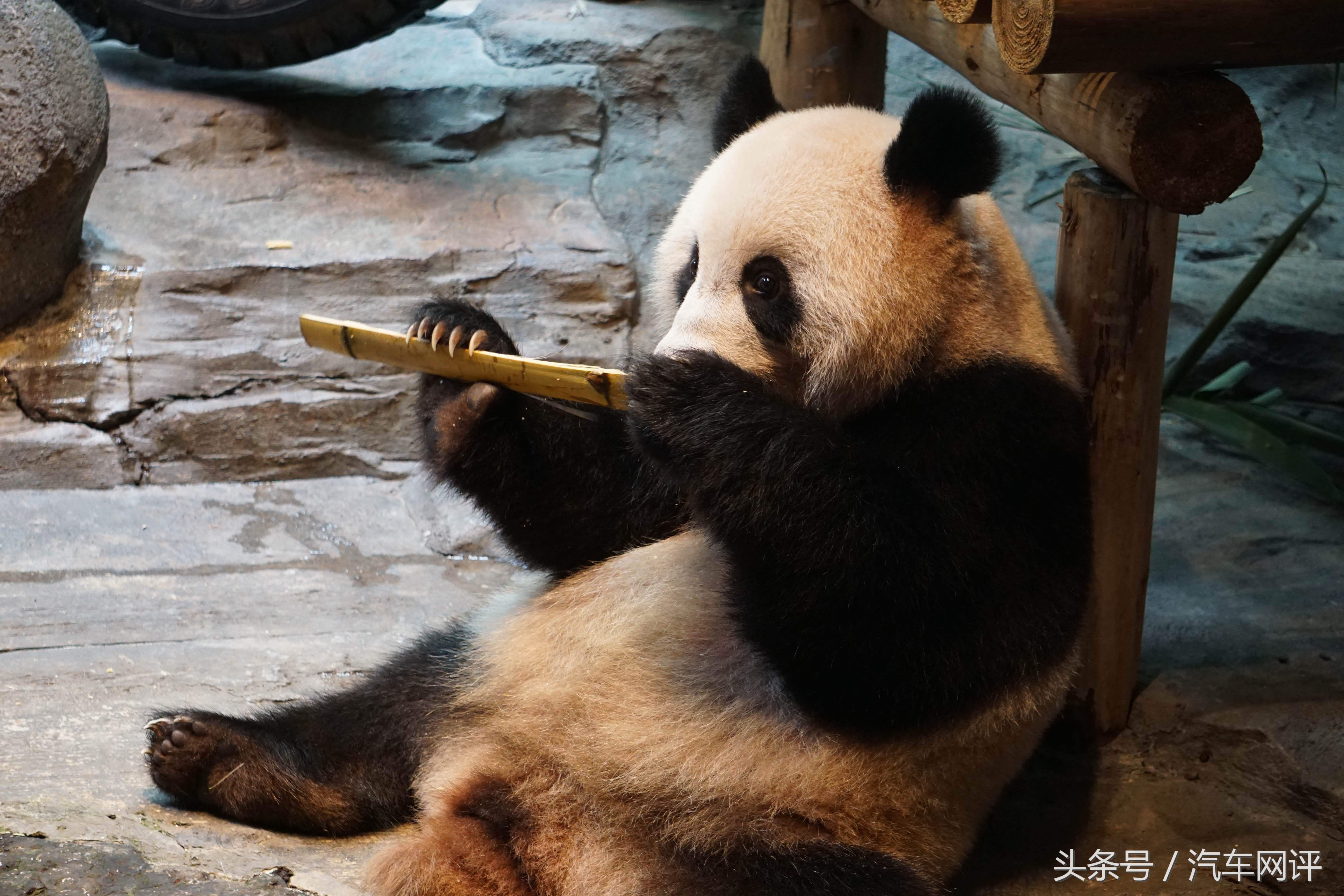 驾着宝马530Le去游玩长隆野生动物世界是一种怎样的体验？