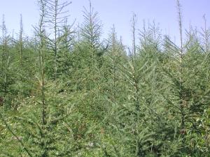 木材家具制作,制作家具材料大全