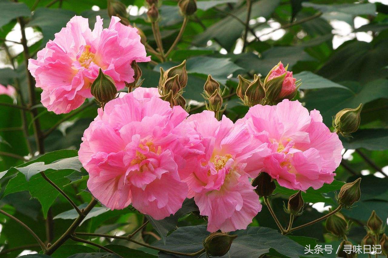 鲜花能做什么美食,鲜花可以用来做什么吃的