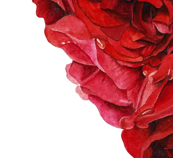 她画的超写实水彩花卉美到窒息,让人惊艳的水彩画