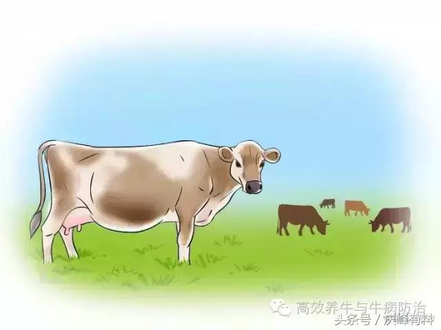 判断母牛生产成功的最佳方法,养牛最佳观察方法