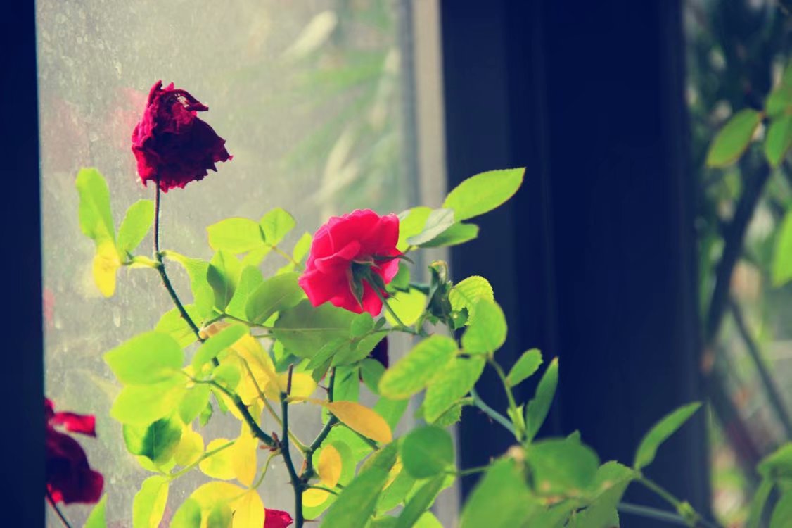 听简小屋杂记1——芒果肠粉