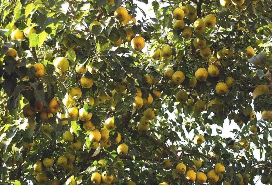 和政县三合镇尕新庄村,临夏州和政县三合镇尕新庄村