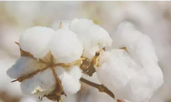 磷酸二氢钾用在叶菜效果如何,磷酸二氢钾对小麦怎样用高产