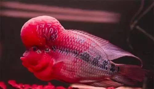 罗汉鱼风水讲究图解,罗汉鱼讲究风水吗视频讲解