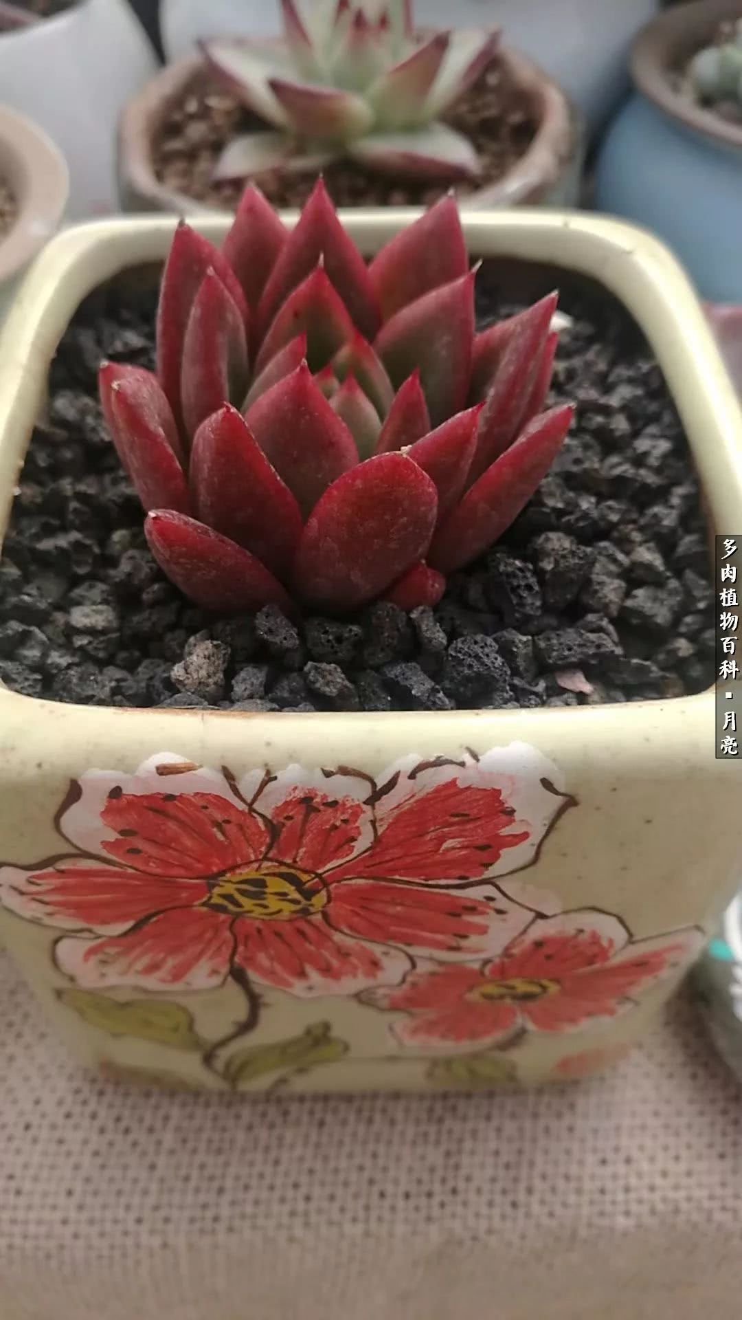 养了五年多肉没一盆“干货”？终于总结出原因了！