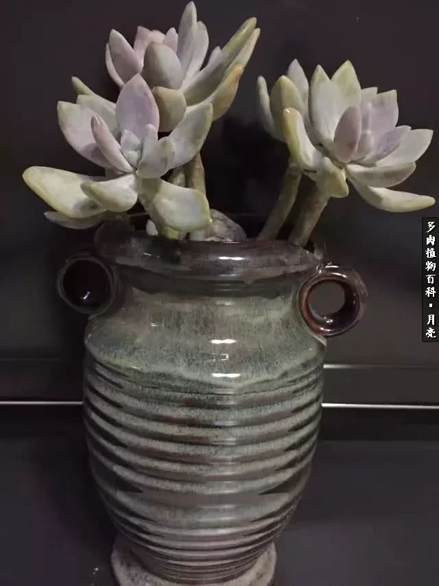 养了五年多肉没一盆“干货”？终于总结出原因了！