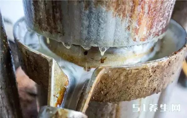 赣榆人讨厌的这个野果子，有人专门来捡赚钱，榨油吃了能防癌……