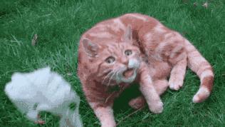 为什么放的屁都是臭的呢 (为什么放的屁那么臭啊)