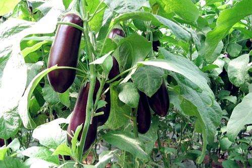 茄子种植根茎细怎么办,茄子种植前如何处理