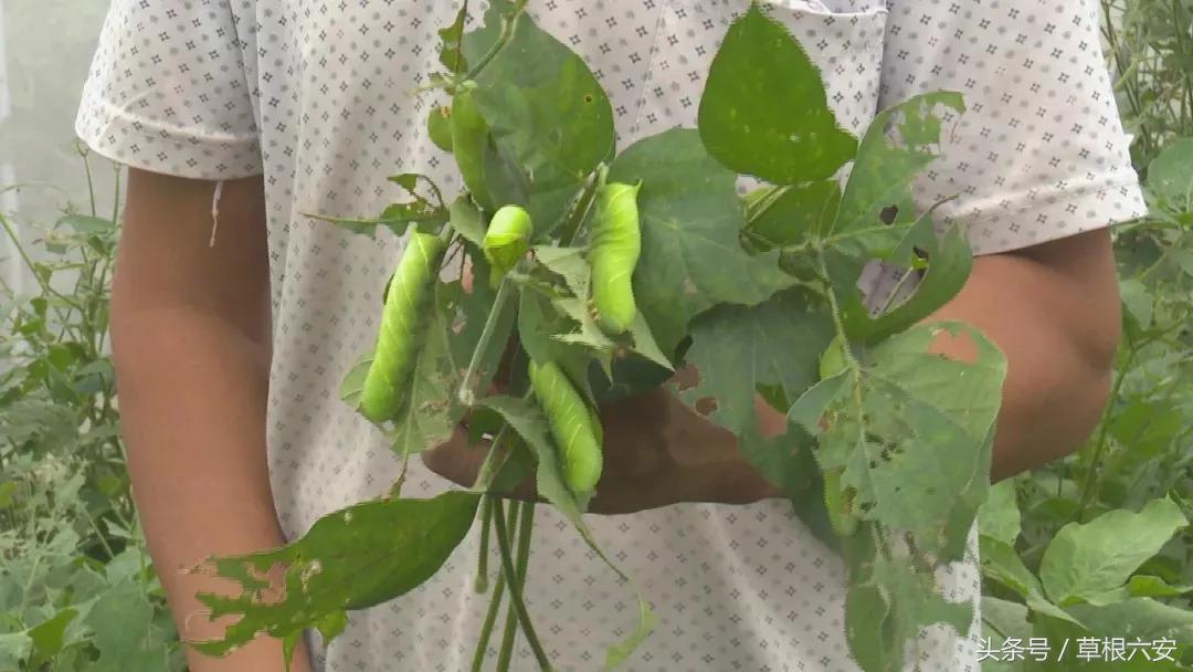 六安这种常见的虫子,竟然卖到了180一斤!你家附近有吗?