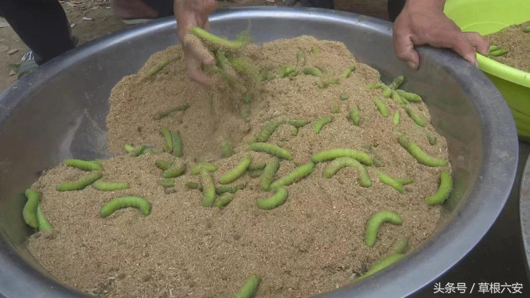 六安这种常见的虫子,竟然卖到了180一斤!你家附近有吗?