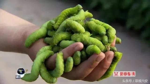 六安这种常见的虫子,竟然卖到了180一斤!你家附近有吗?