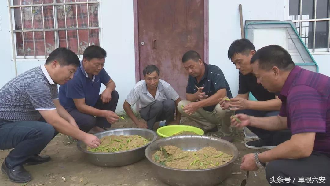 六安这种常见的虫子,竟然卖到了180一斤!你家附近有吗?