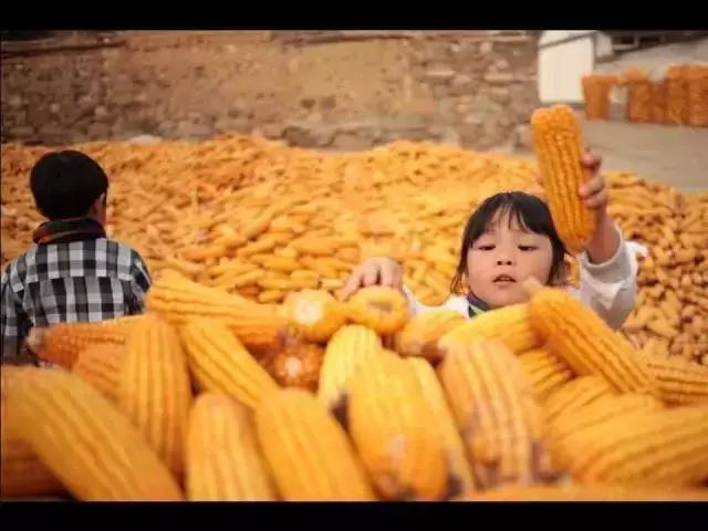 农村小院这样改不仅漂亮还能挣钱,如何低成本打造农村小院