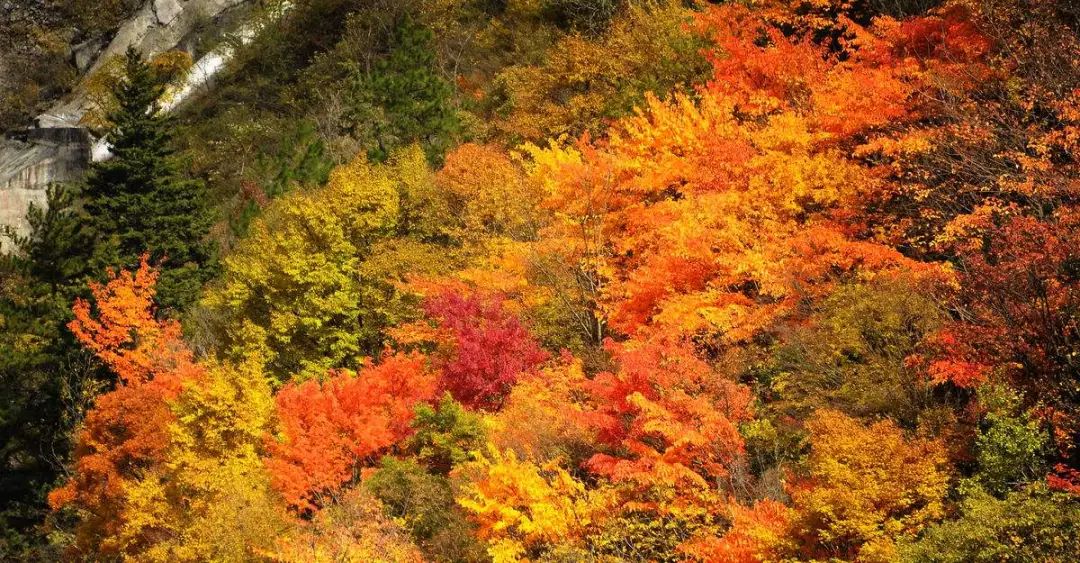 红叶秋天的一道独特风景,红叶美景惊艳了整个秋天