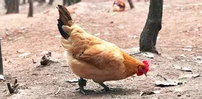 区块链溯源,区块链溯源系统一物一码