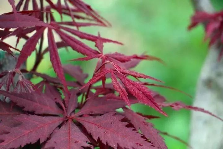 秋天适合旅游的地方易县,清西陵秋冬美景