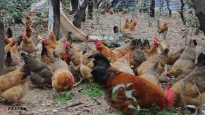 鸡骨虾火锅,鸡骨虾火锅哪家好吃